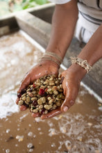 Načíst obrázek do prohlížeče Galerie, Zrnková káva Café Arhuacos – BIO 100% Arabica od kmene z Kolumbie
